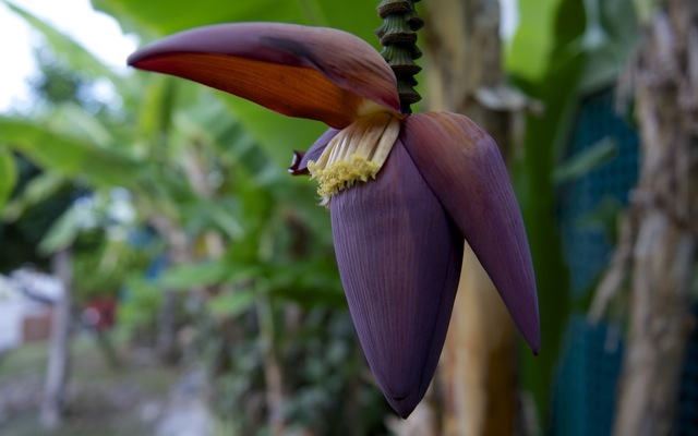 Banana flower 790 xxx